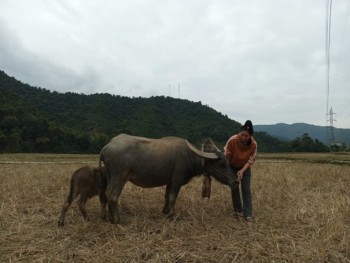 Trâu nghé mới sinh được 2 tháng tuổi