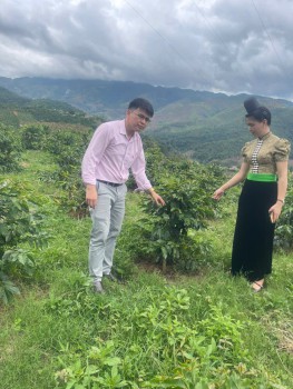 KHƠI NGUỒN VỐN CHÍNH SÁCH: TIẾP SỨC CHO NGƯỜI DÂN TUẦN GIÁO BỨT PHÁ TỪ CÂY MÁC CA VÀ CÀ PHÊ